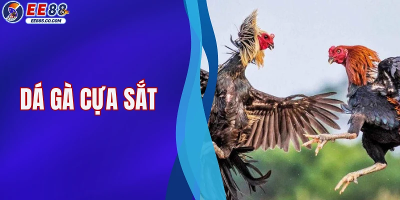 Đá Gà Cựa Sắt - Thể Loại Chọi Kê Đối Kháng Hấp Dẫn 